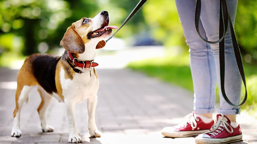 Girl walking a dog.