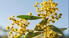 Photo of a native yellow flower to represent the season of Djilba