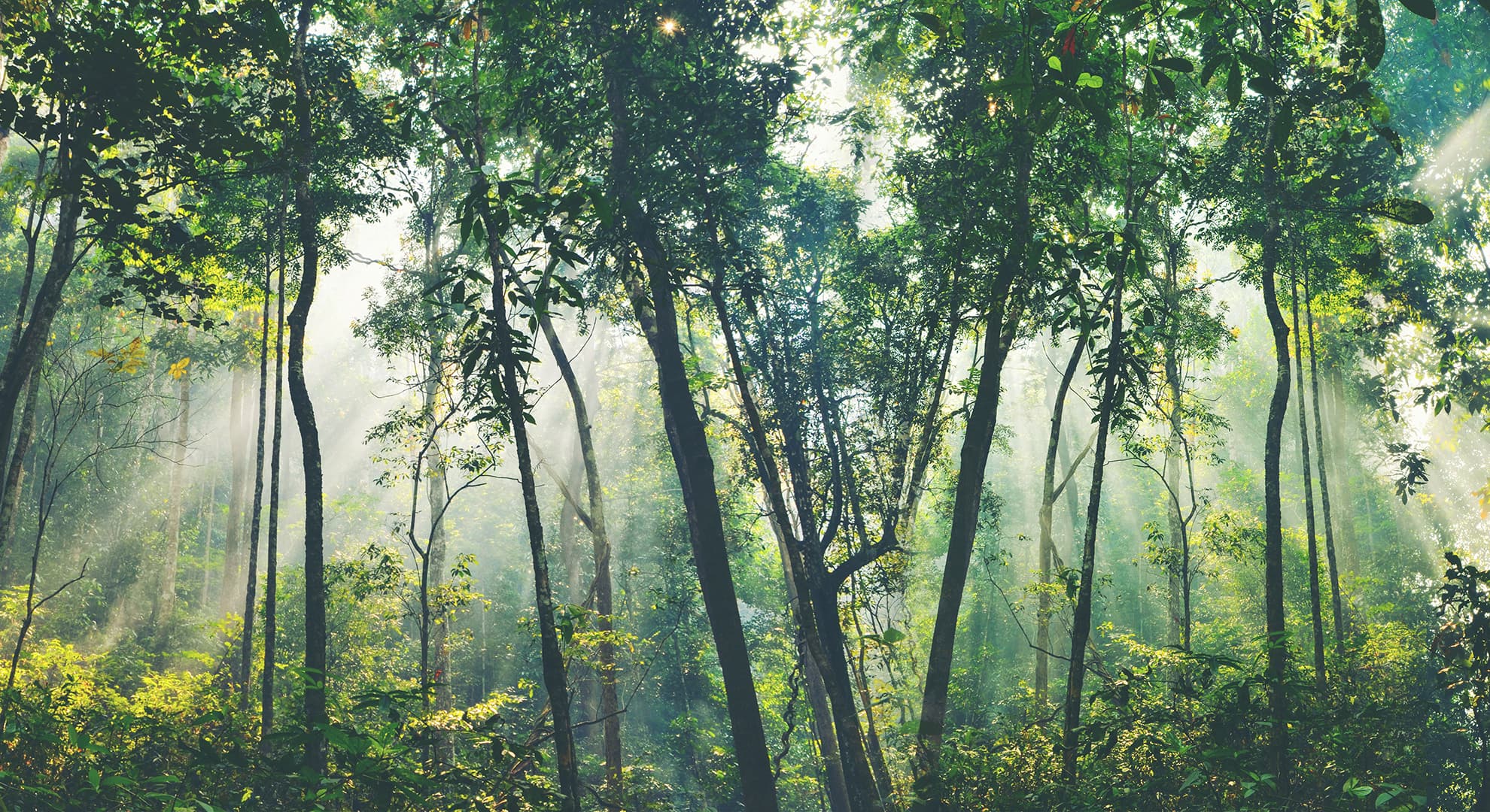 Sunlight through trees