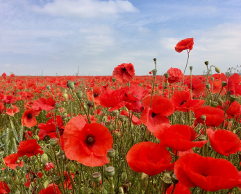 Field of vibrant red poppies symbolising remembrance and Anzac Day.