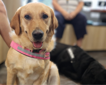 Golden retriever wearing a pink harness sitting indoors at ECU Joondalup Library, with Watson, a black labrador, laying down in the background.