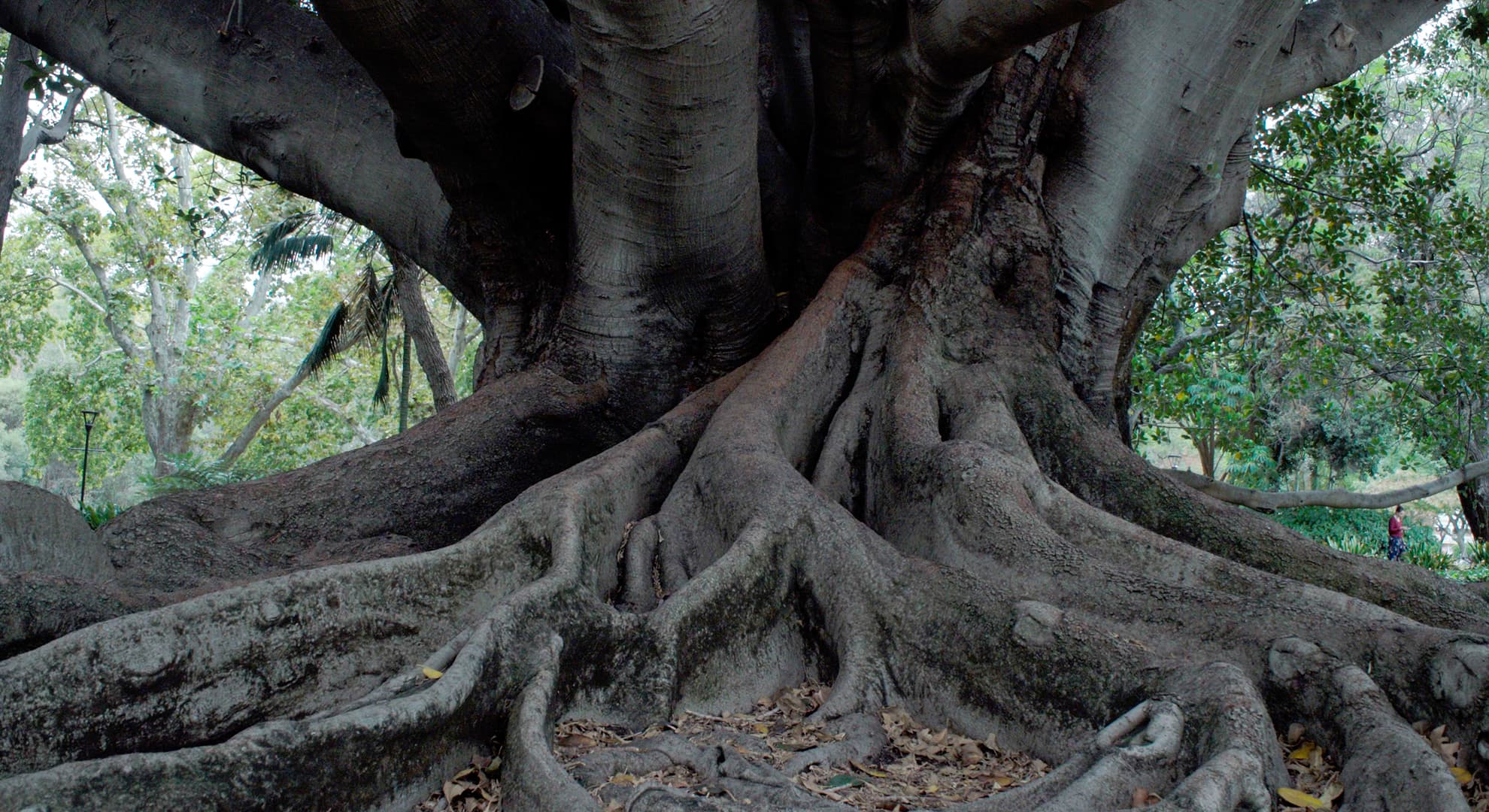 The trunk of a Moreton Bay fig tree at Hyde Park, Perth.