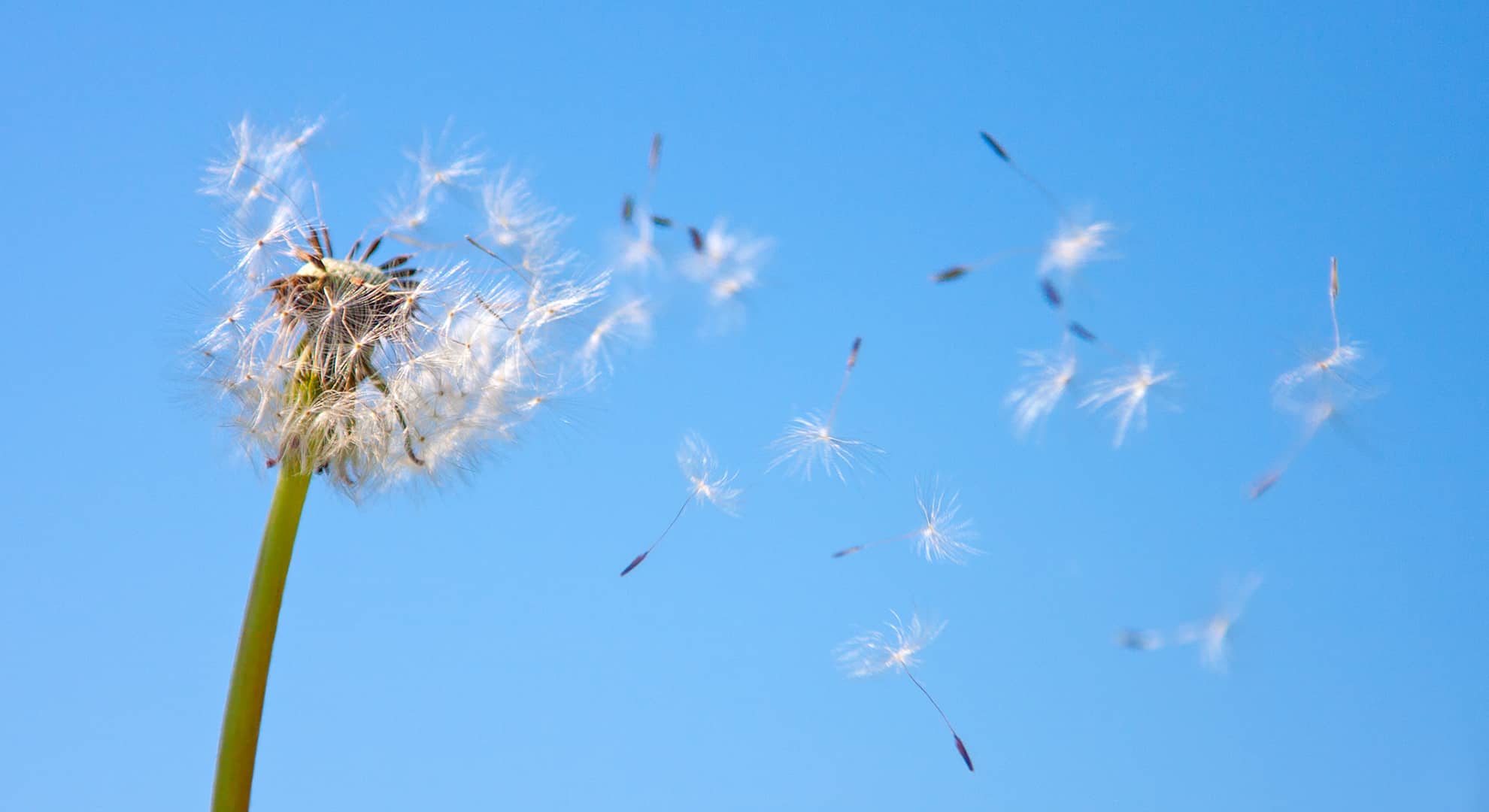 Pollen flying through air