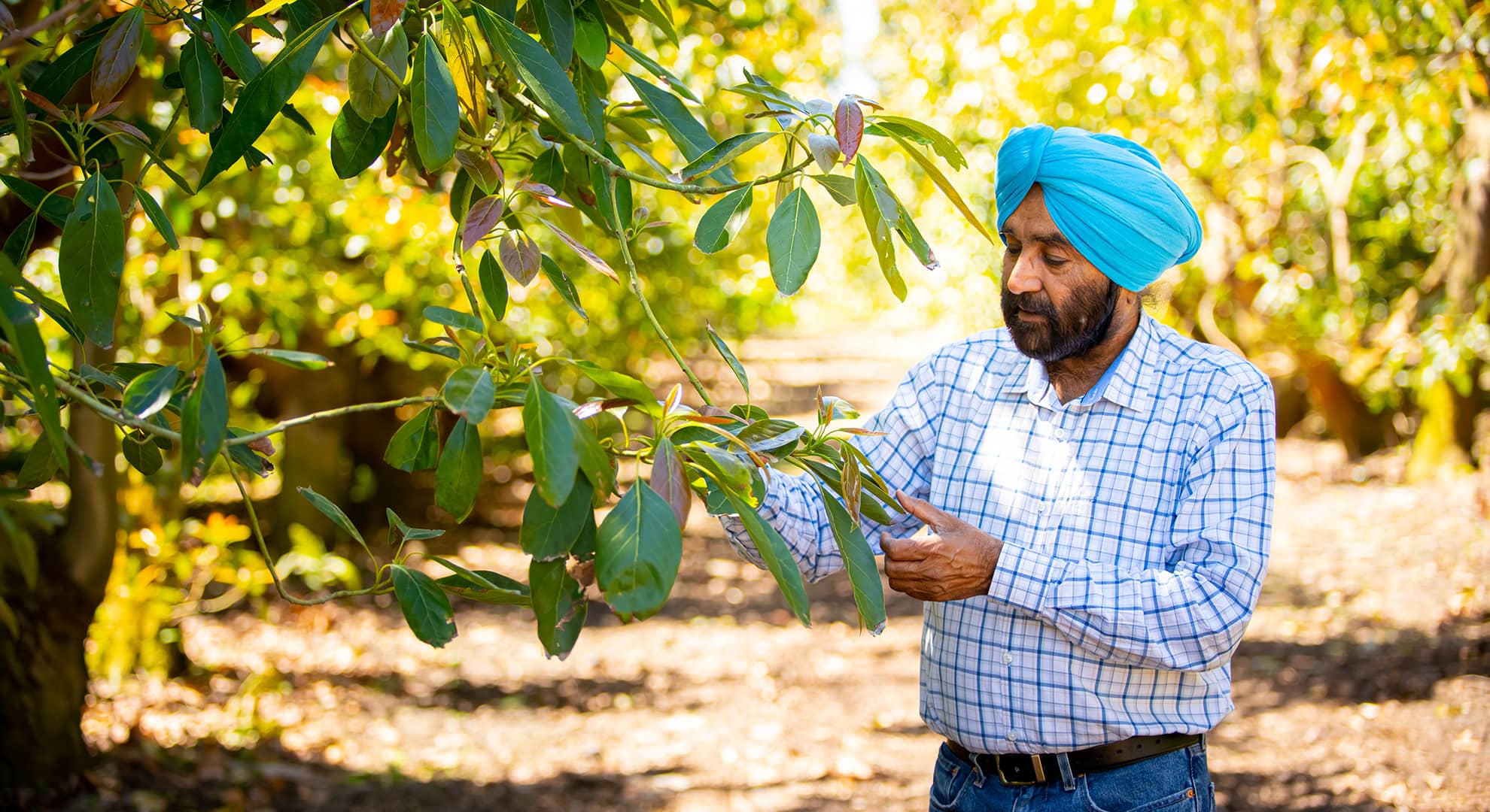 A man holding a leaf of an avacado tree