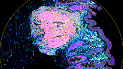 Image of the phenocycler fusion equipment in purple with white background