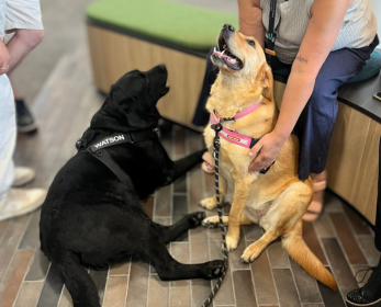 Two dogs—one golden and one black—sit with students and staff in the ECU Joondalup Library, enjoying pats and attention.