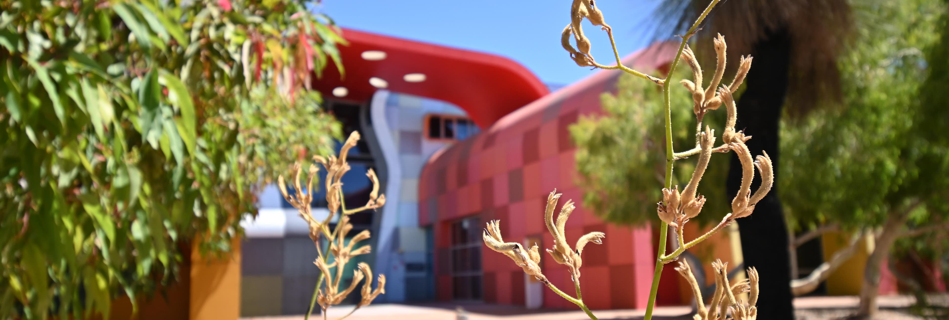 Close up of plant with Mount Lawley building out of focus in the background