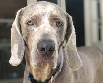 A grey Weimaraner dog named Harper, looking directly at the camera with soft, expressive eyes and long floppy ears.